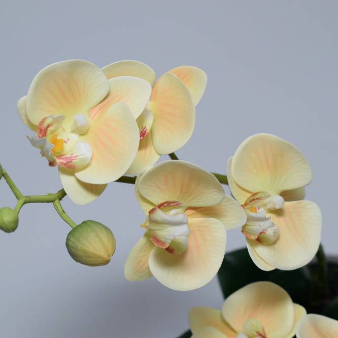 Orhidee artificiala Phalaenopsis crem  cu aspect 100% natural in vas ceramic, 30 cm