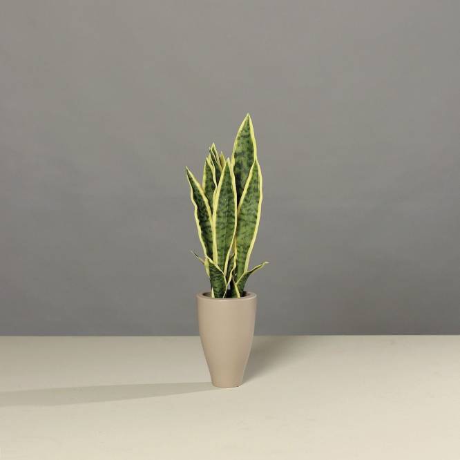 Planta artificiala Sanseveria in vas ceramic, 48 cm