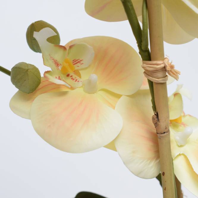 Orhidee artificiala Phalaenopsis crem cu aspect 100% natural in vas ceramic, 57 cm