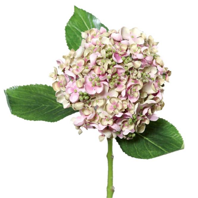 Hortensie cu flori mici verde-roz, 44 cm