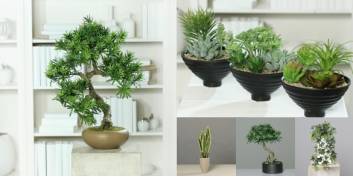Plante decorative